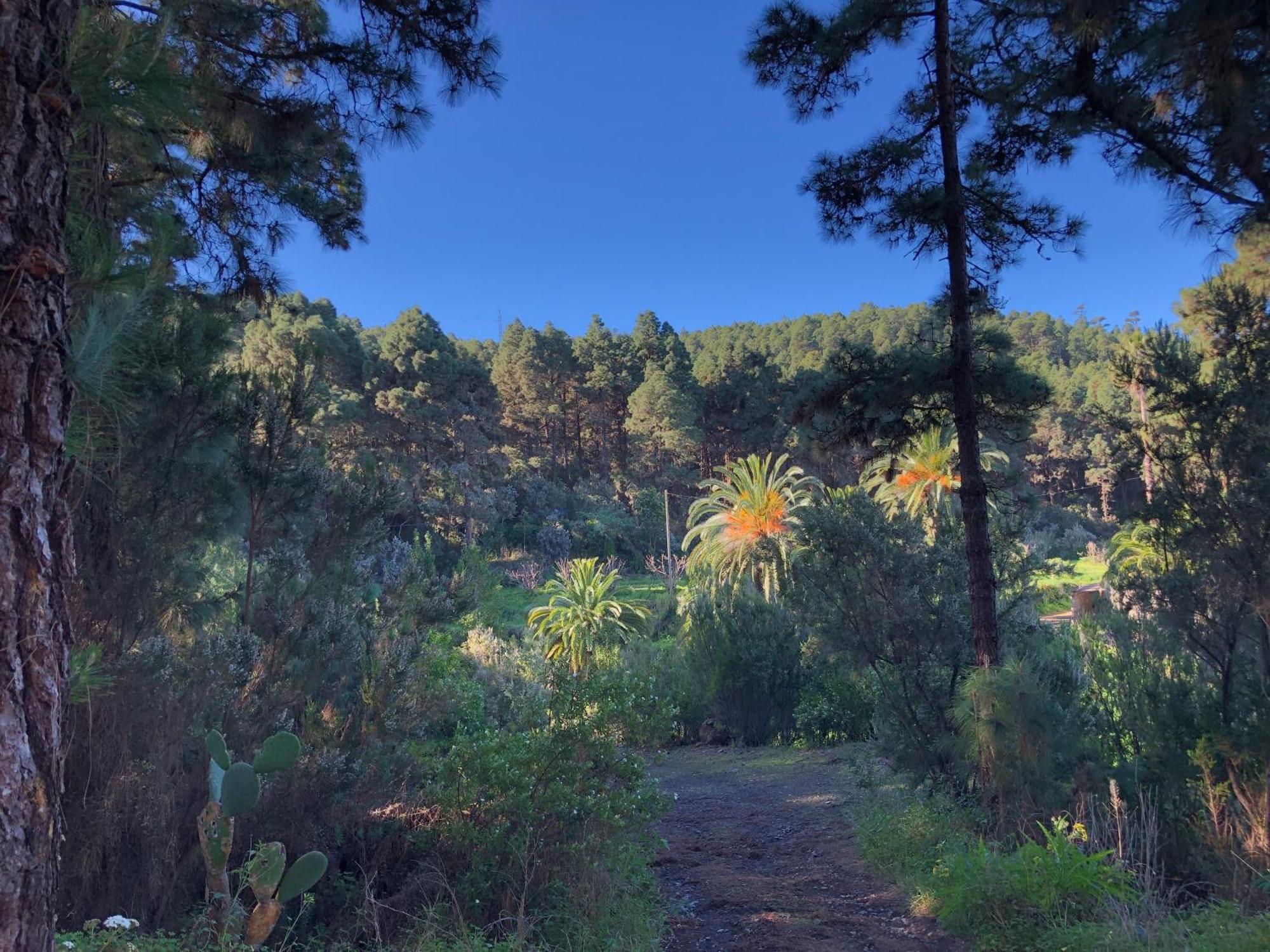 Monte Frio De Tenerife La Guancha Eksteriør billede